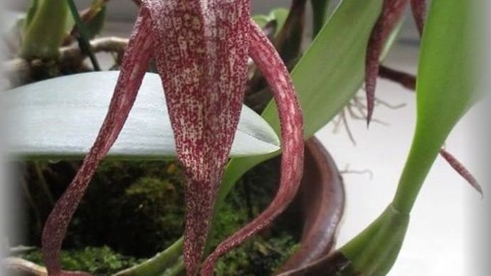 気味悪くて欲しかった蘭 Bulb. longisepalum