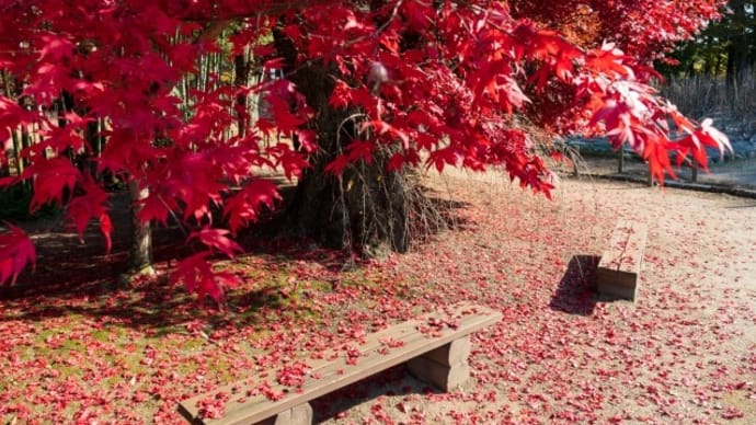 秋の公園散歩で健康への一歩、楽しみながら体を動かす