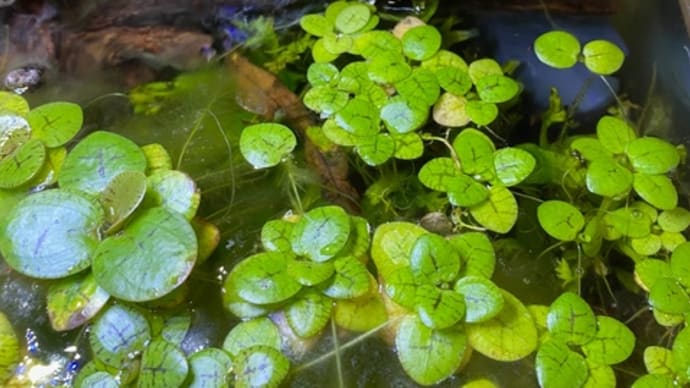 エビ水槽 トリミング