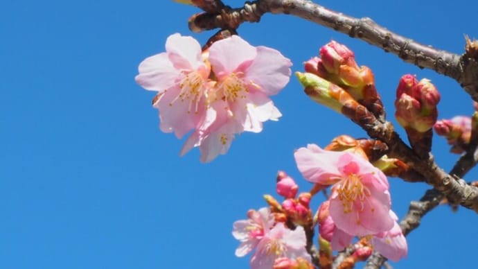 ・ 土手の河津桜が開花 ＆ 紅梅は満開　（２０２１／０２／１３）