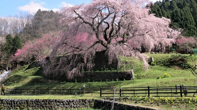 又兵衛桜の咲くころ　　～樹齢300年の桜絶景