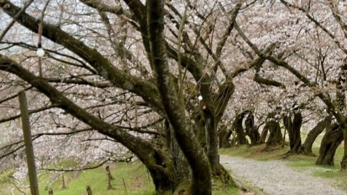 朝倉の桜と神社