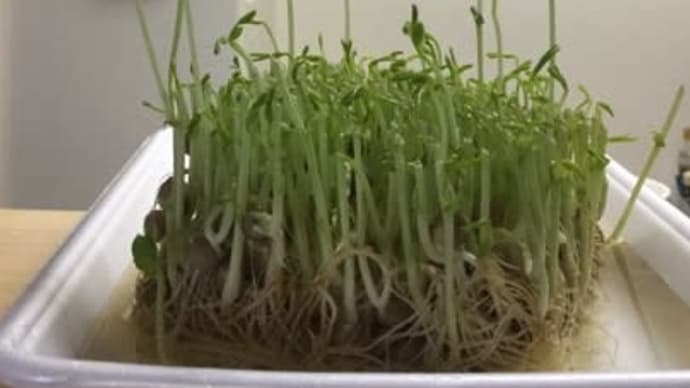 豆苗の芽