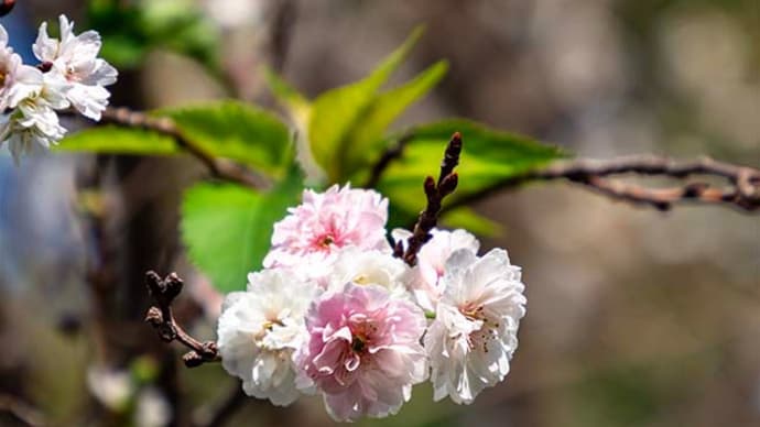 二季咲き桜が元気に咲いてる