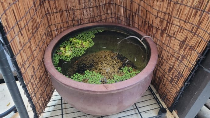 タニシ