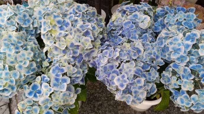早くも6月
