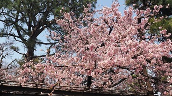 牧野記念庭園の大寒桜、ヒロハアマナなど