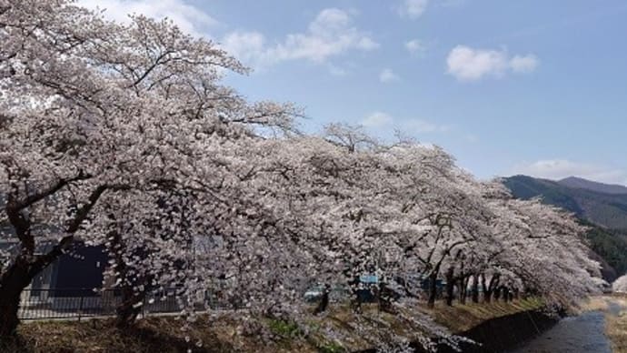 桜満開