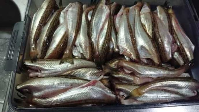 ハタハタの醬油漬け・・・・・・・・。('◇')ゞ その1