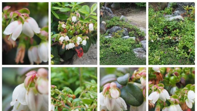 「苔桃の花が咲きました」 MY GARDEN 2024.06.13日撮影