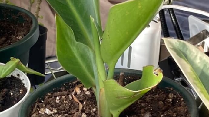 観葉植物達の変化