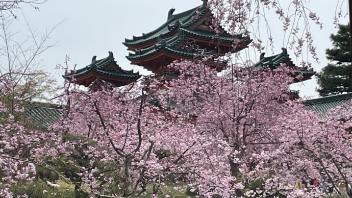 今日の桜見物…