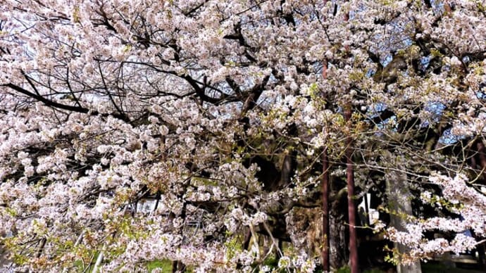 ２０２３・４・１２　ながの百景　芋井の神代桜