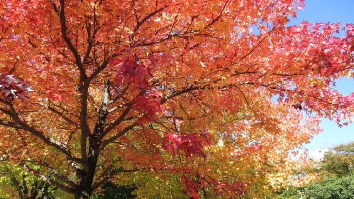 団地のモミジバフウ　紅葉する