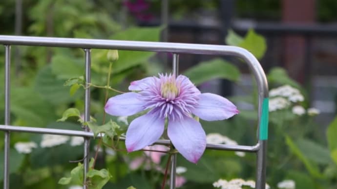 テッセン、クレチマス、ブラシノキと動物の名前の入った植物50種目、イヌエンジュ