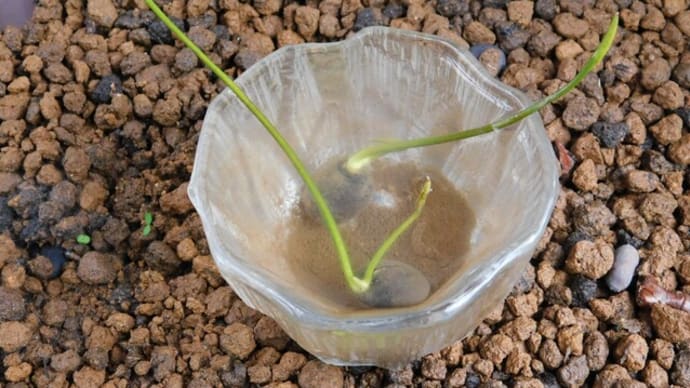 ハスを発芽させてみた その3 水槽内の土中に植える