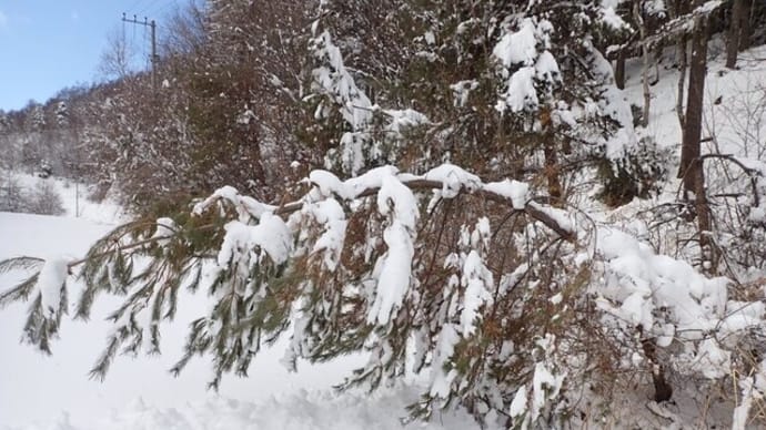 雪で松が・・・