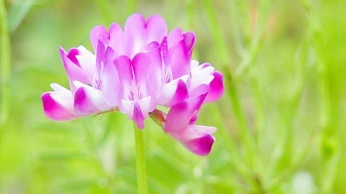 連休は草取り三昧!