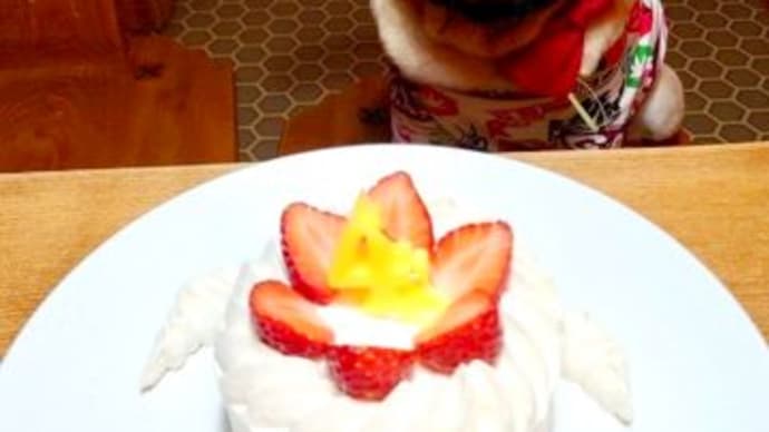 ポノちゃんお誕生日記念