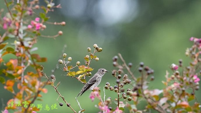 秋鳥エゾビタキ