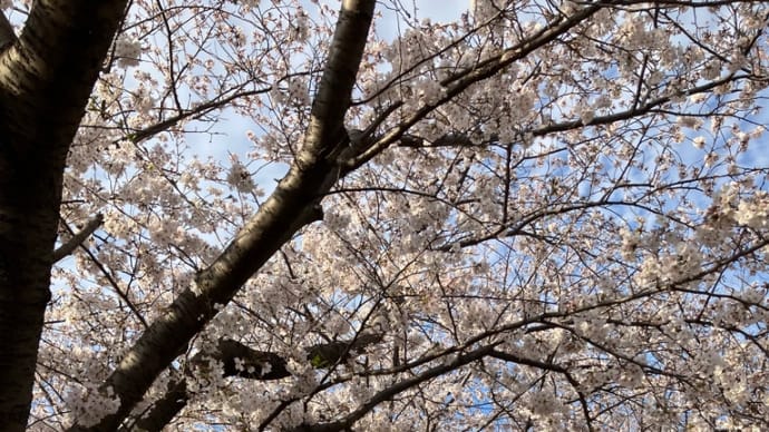花満開