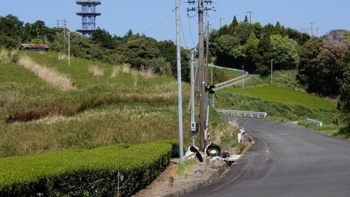 シャガが咲く 火剣山