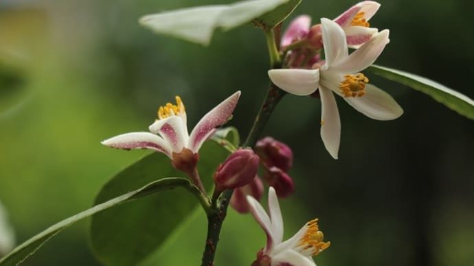 レモンの花が咲きました