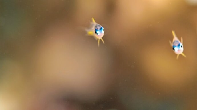 すぐ近くでも水中写真楽しめます!!、6月上旬の海。☆