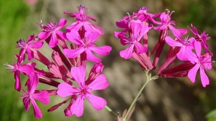 空き地菜園脇の「ムシトリナデシコ」