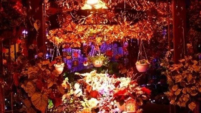 県立フラワーセンター 温室「花と光のクリスマス」 '23