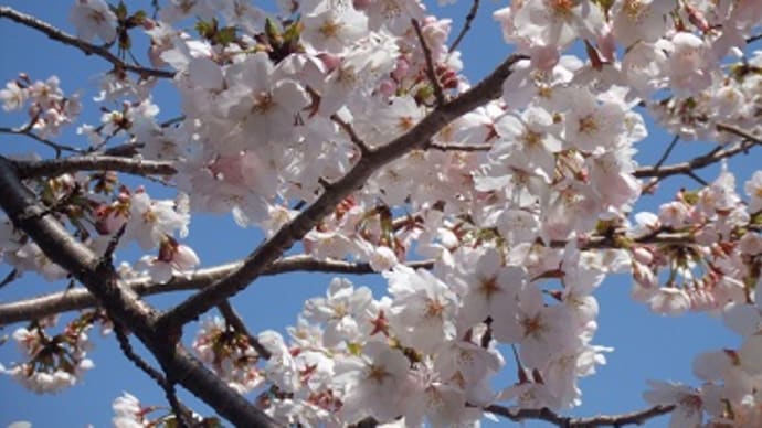 桜満開です＾。＾