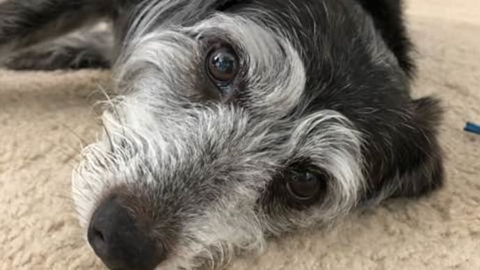挟まる犬と白いエンパイアステートビル