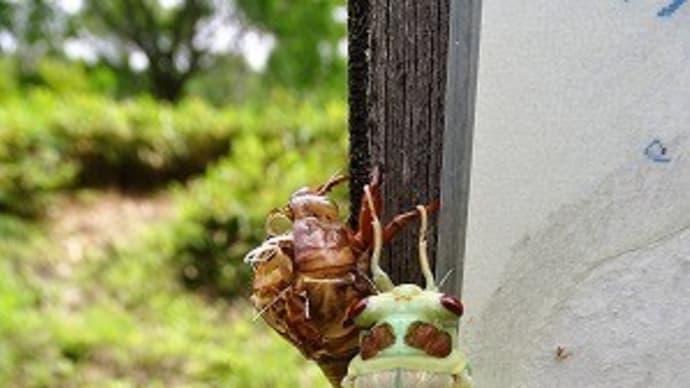 コエゾゼミとゴイシシジミたち