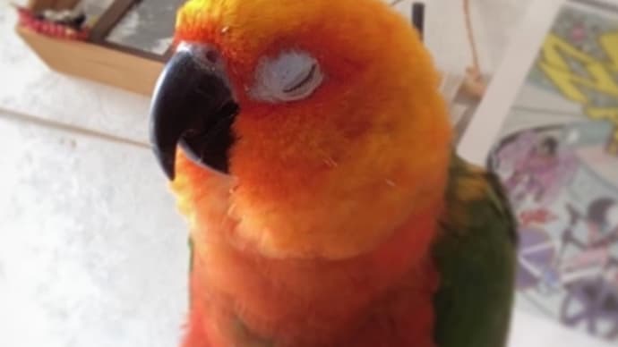 通いのノラちゃん