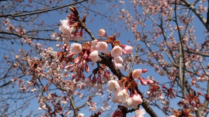サクラ品種：寒桜（カンザクラ）