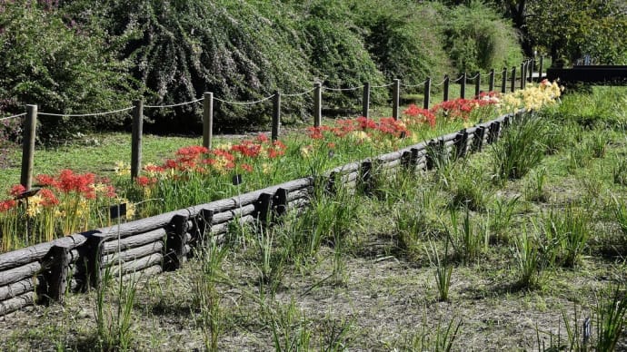 曼珠沙華狩り 神奈川県鎌倉市 日比谷花壇大船フラワーセンター(5)コルチカム
