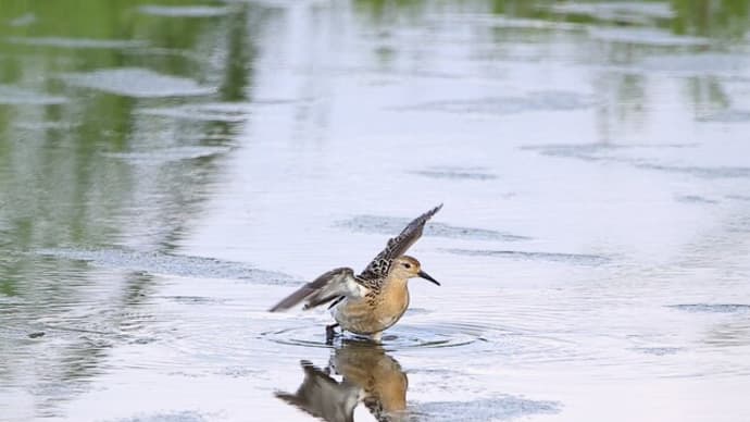 エリマキシギ幼鳥 ②