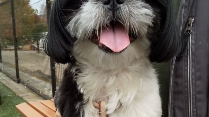 ドッグラン🐾🐾