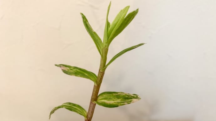 キバナノセッコク　風羅坊