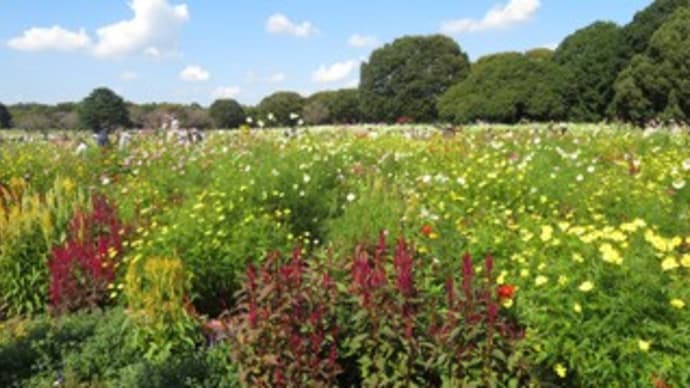 昭和記念公園 コスモスまつり