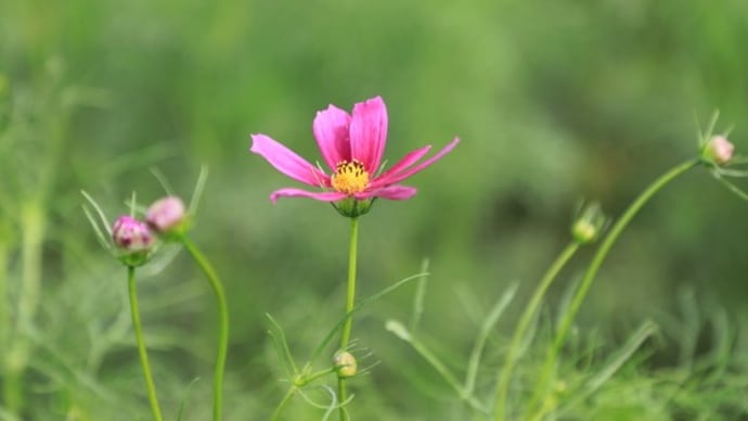 鼻高展望花の丘のコスモス2023
