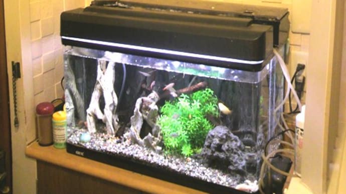 熱帯魚の水槽 壁のカビ・シミ対策でLIXILエコカラット