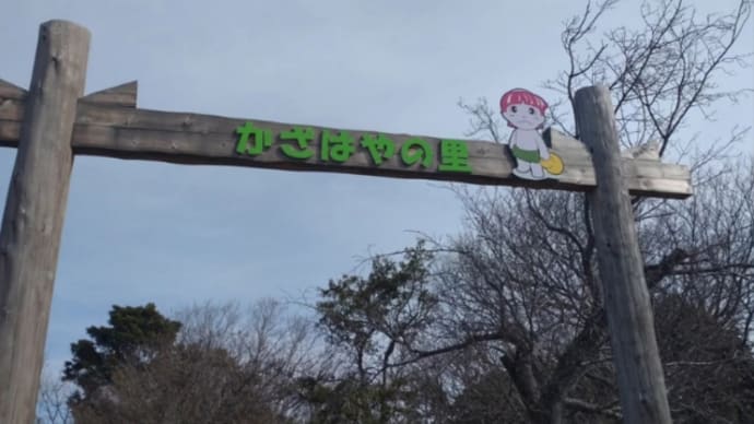 かざはやの里の梅と榊原温泉のお雛様と結城神社の梅