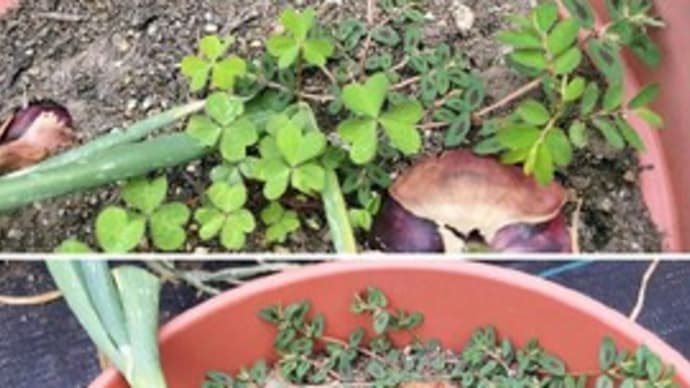 玉ねぎの鉢にもコニシキソウが