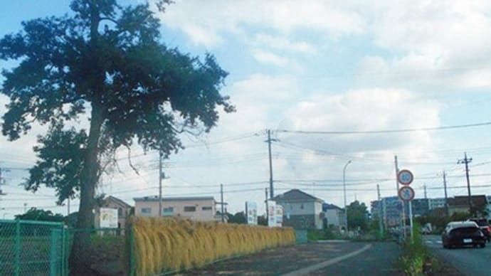 天日干し稲わら 緑から薄茶へ