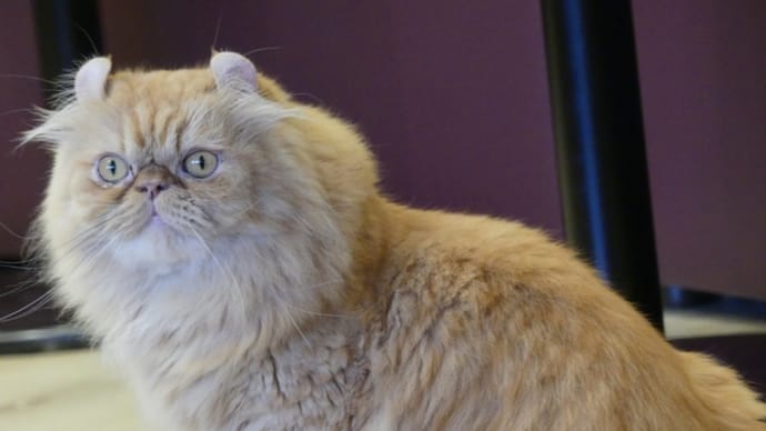 ゴージャスな子が多い鼻ペチャ猫たち!