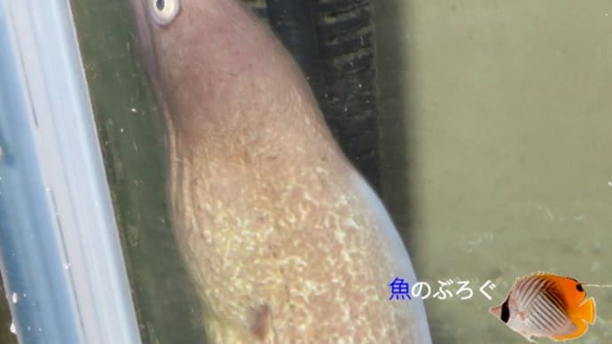 サビウツボ