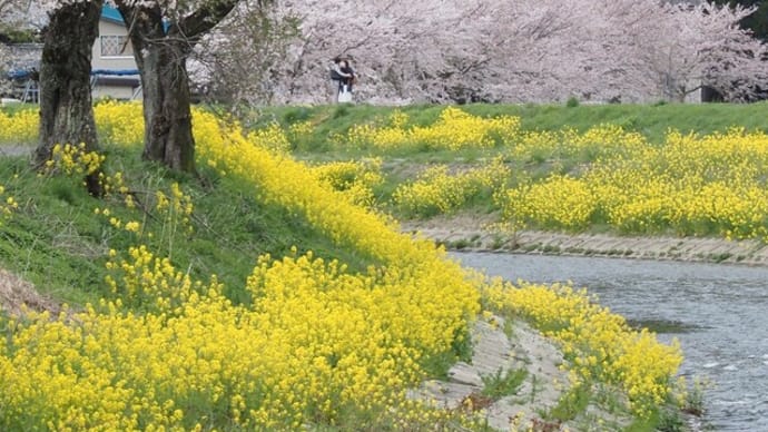 菜の花と桜