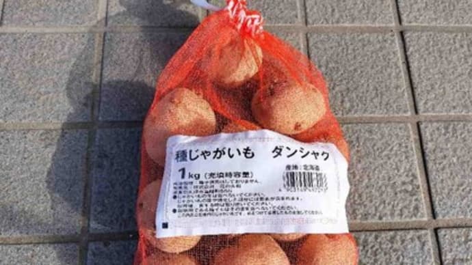 ジャガイモの種芋を買いました