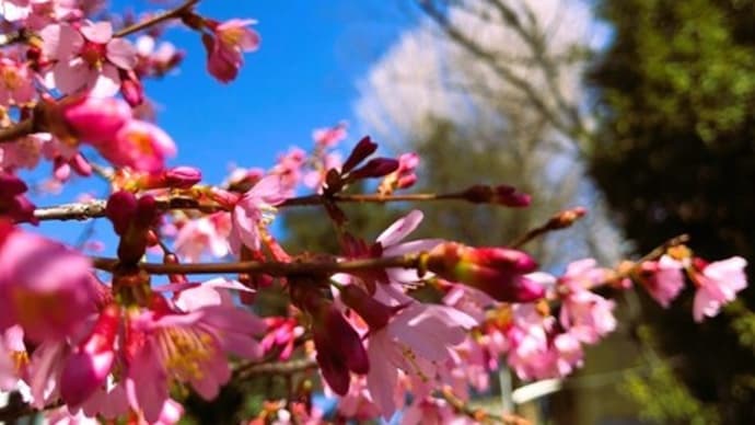 参道の早咲き桜・・🌸⛩✨